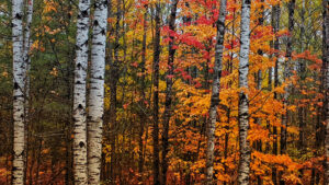 DNR Backgrounds Autumn Pigeon River Country 300x169