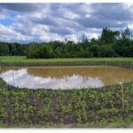 Contructed Wetland NWMutual CIS 150x150