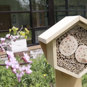 Strengthening Michigan’s Ecosystems